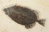 x Phareodus & Knightia Fossil Fish Plate (Free Shipping) #17994-2